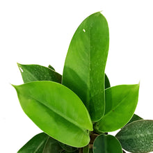 Load image into Gallery viewer, Philodendron, 4in, Imperial Green