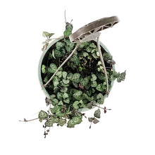 Load image into Gallery viewer, String of Hearts, 6.5in HB, Ceropegia woodii