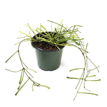 Load image into Gallery viewer, Hoya, 4in, Retusa - Floral Acres Greenhouse & Garden Centre