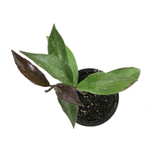 Load image into Gallery viewer, Hoya, 4in, Pubicalyx - Floral Acres Greenhouse & Garden Centre