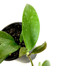 Load image into Gallery viewer, Hoya, 4in, Pubicalyx - Floral Acres Greenhouse & Garden Centre