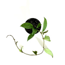 Load image into Gallery viewer, Hoya, 4in, Pubicalyx - Floral Acres Greenhouse & Garden Centre