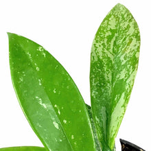 Load image into Gallery viewer, Hoya, 4in, Pubicalyx - Floral Acres Greenhouse & Garden Centre