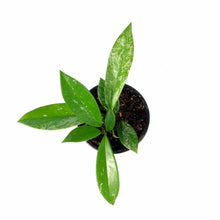 Load image into Gallery viewer, Hoya, 4in, Pubicalyx - Floral Acres Greenhouse & Garden Centre