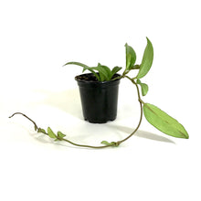 Load image into Gallery viewer, Hoya, 4in, Pubicalyx - Floral Acres Greenhouse & Garden Centre