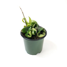 Load image into Gallery viewer, Hoya, 4in, Carnosa Compacta - Floral Acres Greenhouse & Garden Centre