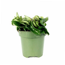 Load image into Gallery viewer, Hoya, 4in, Carnosa Compacta - Floral Acres Greenhouse & Garden Centre
