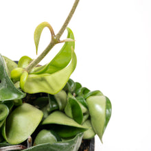 Load image into Gallery viewer, Hoya, 4in, Carnosa Compacta - Floral Acres Greenhouse & Garden Centre