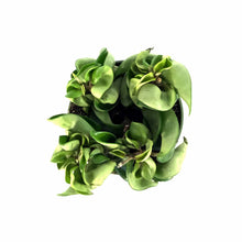 Load image into Gallery viewer, Hoya, 4in, Carnosa Compacta - Floral Acres Greenhouse & Garden Centre