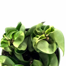 Load image into Gallery viewer, Hoya, 4in, Carnosa Compacta - Floral Acres Greenhouse & Garden Centre