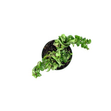 Load image into Gallery viewer, Hoya, 4in, Compacta
