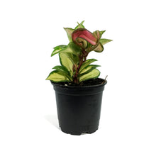 Load image into Gallery viewer, Hoya, 4in, Carnosa Krimson Princess