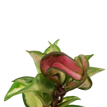 Load image into Gallery viewer, Hoya, 4in, Carnosa Krimson Princess
