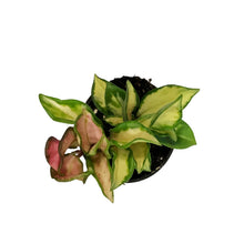 Load image into Gallery viewer, Hoya, 4in, Carnosa Krimson Princess