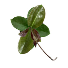 Load image into Gallery viewer, Hoya, 4in, Australis - Floral Acres Greenhouse & Garden Centre