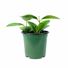 Load image into Gallery viewer, Hoya, 4in, Australis - Floral Acres Greenhouse & Garden Centre