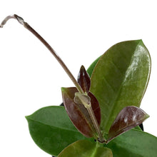 Load image into Gallery viewer, Hoya, 4in, Australis - Floral Acres Greenhouse & Garden Centre