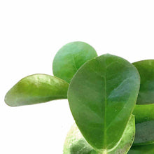 Load image into Gallery viewer, Hoya, 4in, Australis - Floral Acres Greenhouse & Garden Centre