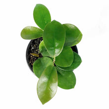 Load image into Gallery viewer, Hoya, 4in, Australis - Floral Acres Greenhouse & Garden Centre