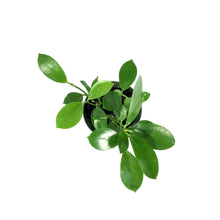 Load image into Gallery viewer, Hoya, 4in, Australis