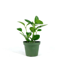 Load image into Gallery viewer, Hoya, 4in, Australis