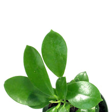 Load image into Gallery viewer, Hoya, 4in, Australis