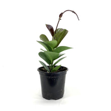 Load image into Gallery viewer, Hoya, 4in, Australis - Floral Acres Greenhouse & Garden Centre