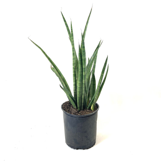 Sansevieria, 10in, Bacularis - Floral Acres Greenhouse & Garden Centre