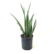 Load image into Gallery viewer, Sansevieria, 10in, Bacularis - Floral Acres Greenhouse & Garden Centre