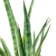 Load image into Gallery viewer, Sansevieria, 10in, Bacularis - Floral Acres Greenhouse & Garden Centre