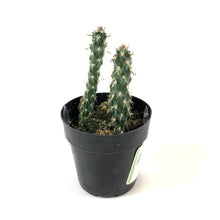 Load image into Gallery viewer, Cactus, 2.5in, Mini Cholla - Floral Acres Greenhouse & Garden Centre