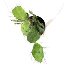 Load image into Gallery viewer, Cactus, 2.5in, Caribbean Tree - Floral Acres Greenhouse & Garden Centre