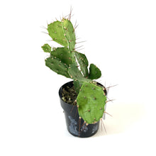 Load image into Gallery viewer, Cactus, 2.5in, Caribbean Tree - Floral Acres Greenhouse & Garden Centre