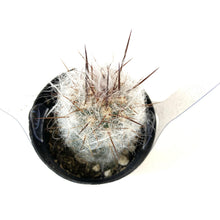 Load image into Gallery viewer, Cactus, 2.5in, Old Man of the Andes - Floral Acres Greenhouse & Garden Centre
