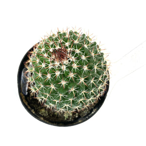 Cactus, 2.5in, Mammillaria Mystax - Floral Acres Greenhouse & Garden Centre