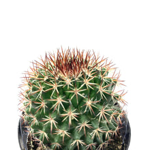 Load image into Gallery viewer, Cactus, 2.5in, Mammillaria Mystax - Floral Acres Greenhouse & Garden Centre
