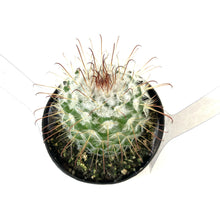 Load image into Gallery viewer, Cactus, 2.5in, Silken Pincushion - Floral Acres Greenhouse & Garden Centre