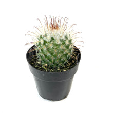 Load image into Gallery viewer, Cactus, 2.5in, Silken Pincushion - Floral Acres Greenhouse & Garden Centre