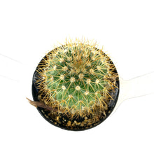 Load image into Gallery viewer, Cactus, 2.5in, Mammillaria Pringlei - Floral Acres Greenhouse & Garden Centre