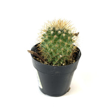 Load image into Gallery viewer, Cactus, 2.5in, Mammillaria Pringlei - Floral Acres Greenhouse & Garden Centre