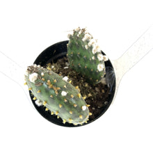 Load image into Gallery viewer, Cactus, 2.5in, Beavertail Cactus - Floral Acres Greenhouse & Garden Centre