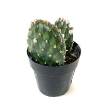 Load image into Gallery viewer, Cactus, 2.5in, Beavertail Cactus - Floral Acres Greenhouse & Garden Centre
