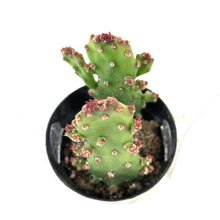 Load image into Gallery viewer, Cactus, 2.5in, Opuntia Monocantha 'Joseph's Coat' - Floral Acres Greenhouse & Garden Centre