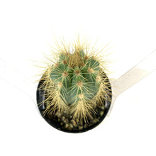 Load image into Gallery viewer, Cactus, 2.5in, Blue Candle - Floral Acres Greenhouse & Garden Centre