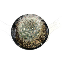 Load image into Gallery viewer, Cactus, 2.5in, Mammillaria Bocasana Roseiflora - Floral Acres Greenhouse & Garden Centre