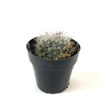 Load image into Gallery viewer, Cactus, 2.5in, Mammillaria Bocasana Roseiflora - Floral Acres Greenhouse & Garden Centre