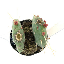 Load image into Gallery viewer, Cactus, 2.5in, Johnson's Hybrid - Floral Acres Greenhouse & Garden Centre