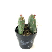 Load image into Gallery viewer, Cactus, 2.5in, Johnson's Hybrid - Floral Acres Greenhouse & Garden Centre