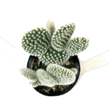 Load image into Gallery viewer, Cactus, 2.5in, O. microdasys albata 'Angel Wings' - Floral Acres Greenhouse & Garden Centre