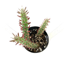 Load image into Gallery viewer, Cactus, 2.5in, Desert Snow Pine - Floral Acres Greenhouse & Garden Centre